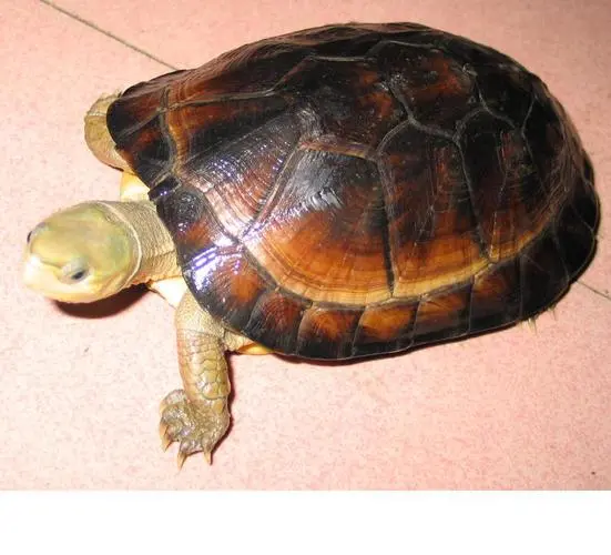 闭壳龟品种图片大全 名字 闭壳龟的品种与图片