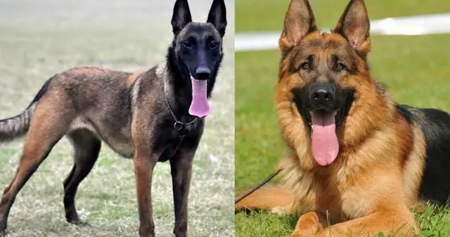 比利时马里努阿犬和德牧是两种非常受欢迎的工作犬品种。这两种犬种都有着卓越的运动能力和工作潜力，使它们