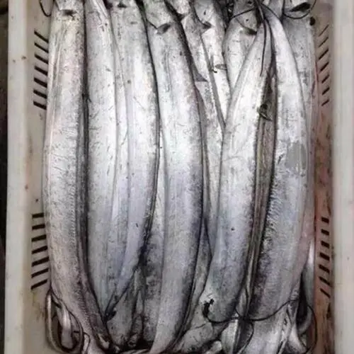 渤海刀鱼价格 渤海刀鱼价格多少元钱一斤