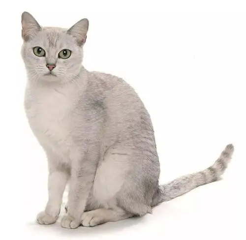 波米拉猫价格一般多少钱一只 波米拉猫多少钱一只