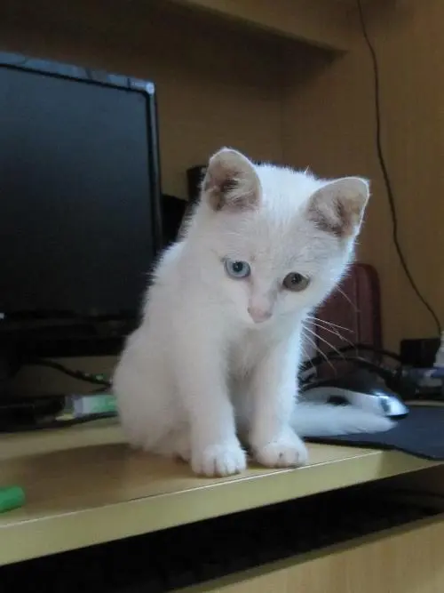 波斯猫价格多少钱一只白色 正宗波斯猫价格多少钱一只