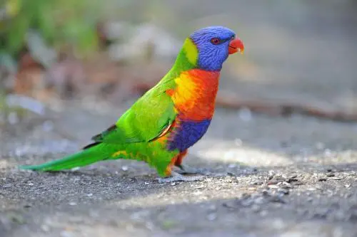彩虹吸蜜鹦鹉：一种好养的宠物鸟（彩虹吸蜜鹦鹉好养吗）