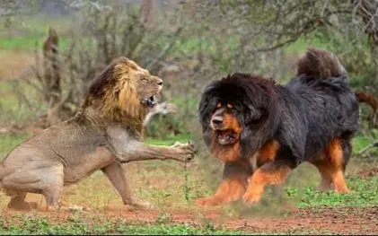 藏獒和狮子哪个厉害？— 两位“王者”之争
