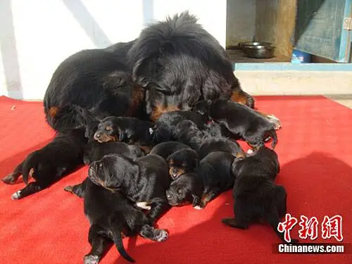 藏獒图片 幼犬 出生