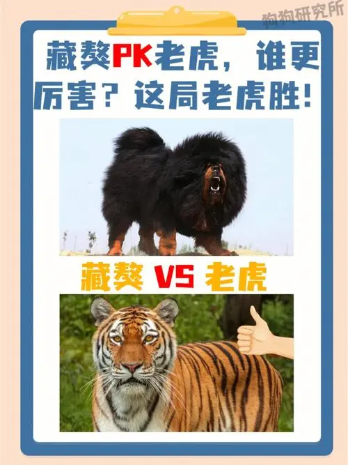 藏獒与老虎：哪个更厉害？（藏獒和老虎哪个厉害一点）