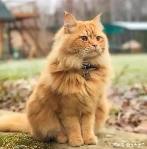 长毛橘猫是什么品种？（长毛橘猫是什么品种）