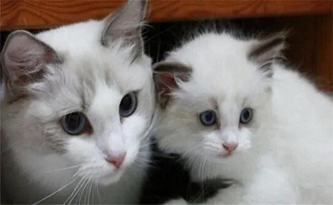 长毛猫和短毛猫哪个更好？（长毛猫和短毛猫哪个更好）