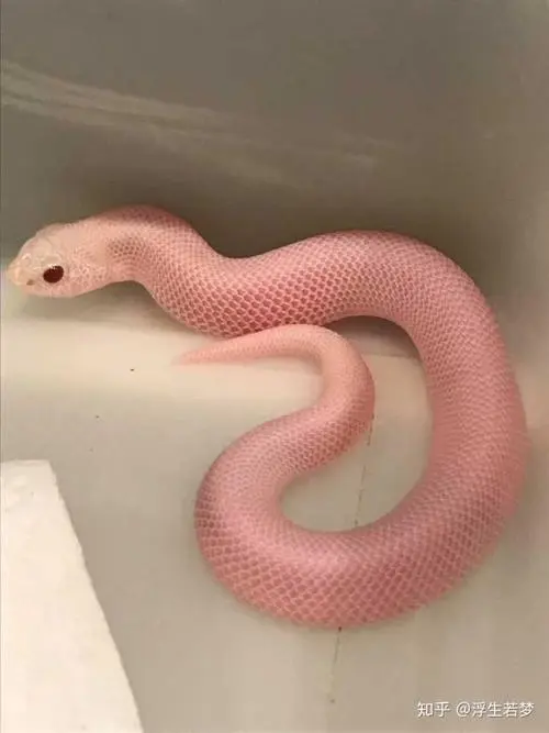 宠物蛇粉色 (Pet Snake Pink)（50元以下的宠物蛇粉色的）