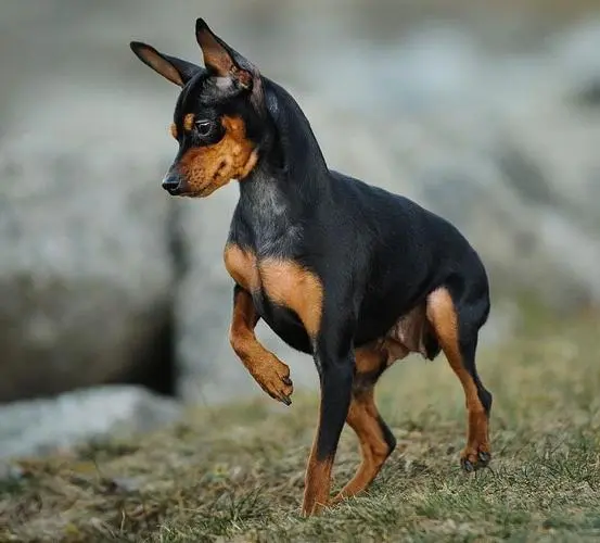 纯种迷你杜宾犬标准 纯种迷你杜宾犬标准体重多少