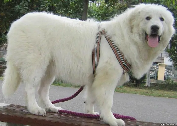 大白熊犬哪里禁养 大白熊犬在中国哪里禁养