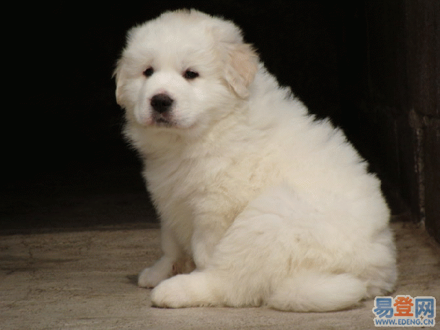 大白熊犬幼犬多大？