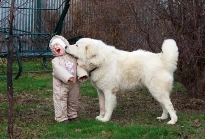 大白熊犬幼犬——与人类的忠诚伙伴