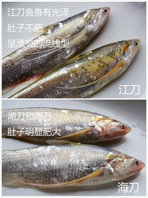 刀鱼和带鱼的区别 刀鱼和带鱼的区别图片