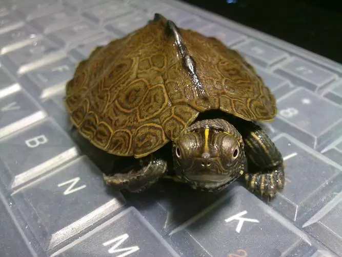 地图龟是冷水龟还是热水龟？（地图龟是冷水龟还是热水龟）