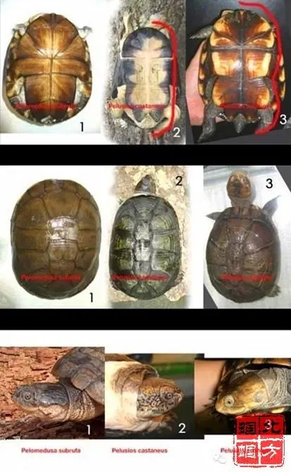 东非侧颈龟和西非侧颈龟的区别