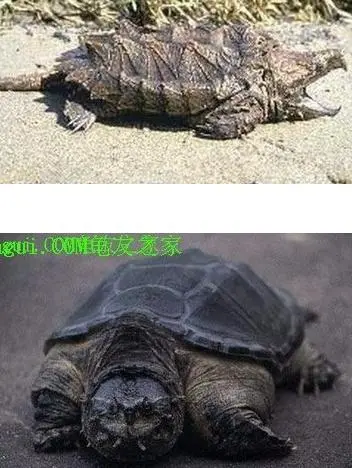 鳄龟和拟鳄龟的区别图片（鳄龟和拟鳄龟有什么区别图片）