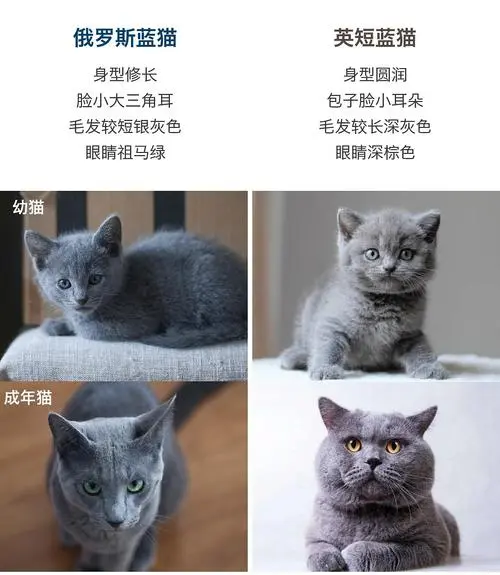 俄罗斯蓝猫和英短蓝猫哪个贵？（俄罗斯蓝猫和英短蓝猫哪个贵）