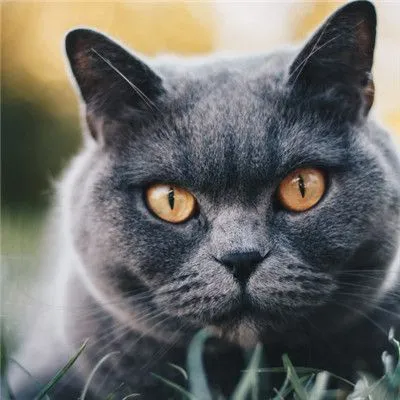 俄罗斯蓝猫图片头像 俄罗斯蓝猫的图片