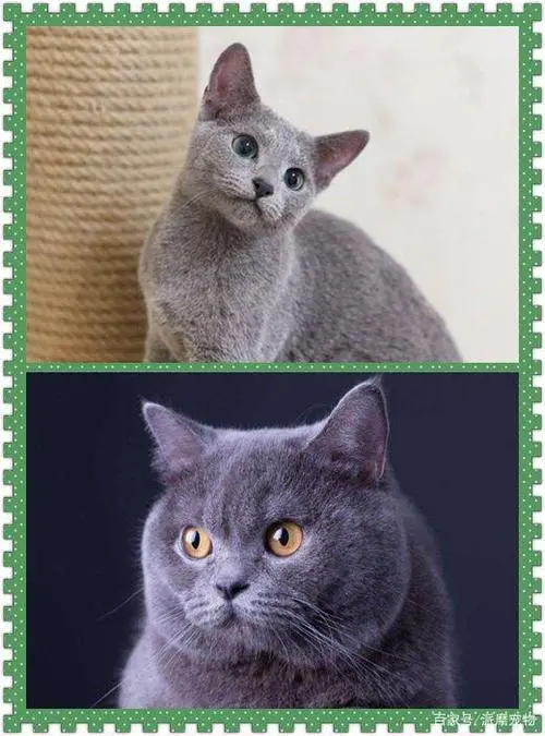 俄罗斯蓝猫与英短蓝猫——两种迷人的混血品种（俄罗斯蓝猫和英短蓝猫的串串）