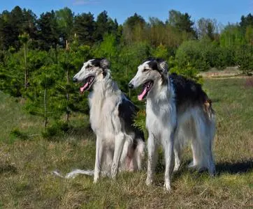 俄罗斯猎狼犬和阿富汗猎犬的比较（俄罗斯猎狼犬和阿富汗猎犬）
