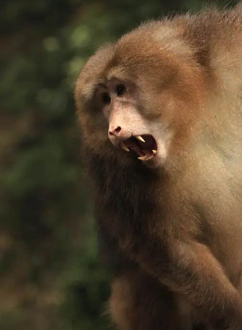 峨眉山猕猴-一个值得保护的珍稀动物（峨眉山猕猴是保护动物吗）