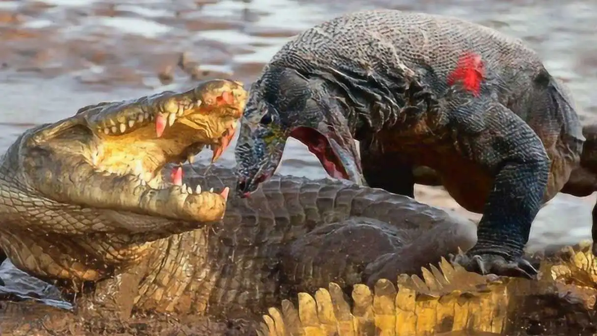 鳄鱼 vs 巨蜥：生物界顶级争斗！（鳄鱼和巨蜥打架视频）