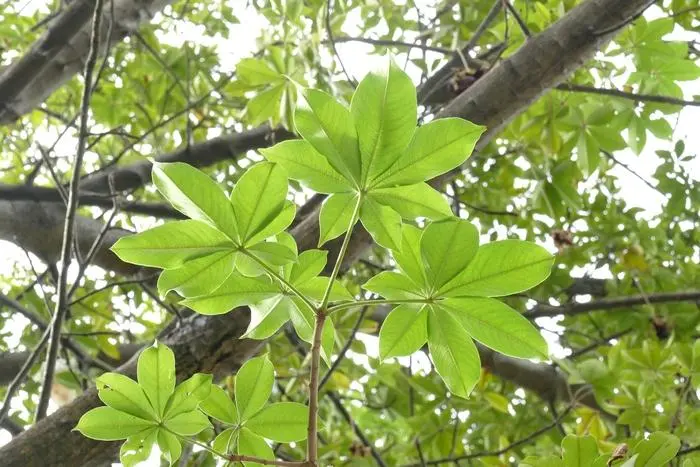 非洲凤凰树（Scientific name Adansonia）是非洲大陆上一种独特的乔木植物。凤凰树属于凤凰木科，包括八个