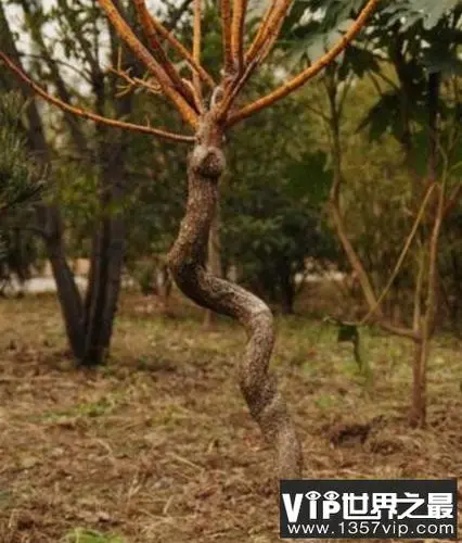 非洲树蛇皮的获取