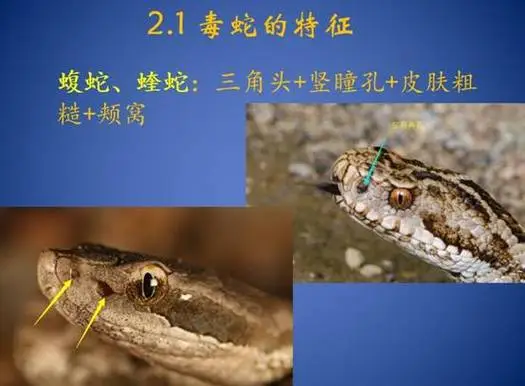 蝮蛇和蝰蛇如何区分 蝮蛇蝰蛇怎么区分