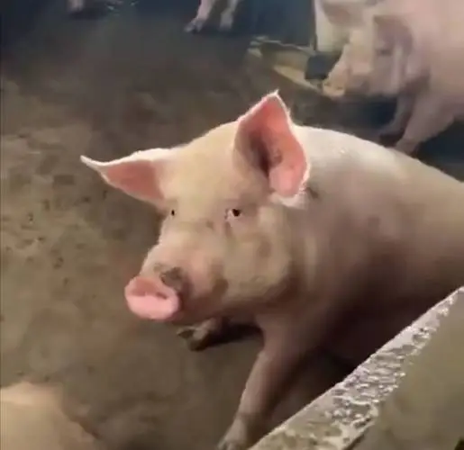 搞笑猪的视频 搞笑猪的视频短片