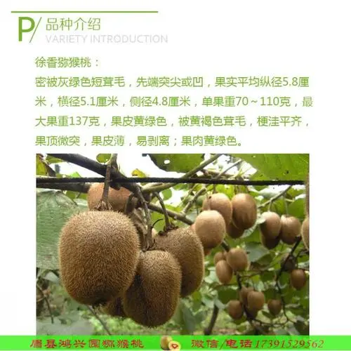 广州猕猴桃多少钱一斤 猕猴桃一般多少钱一斤
