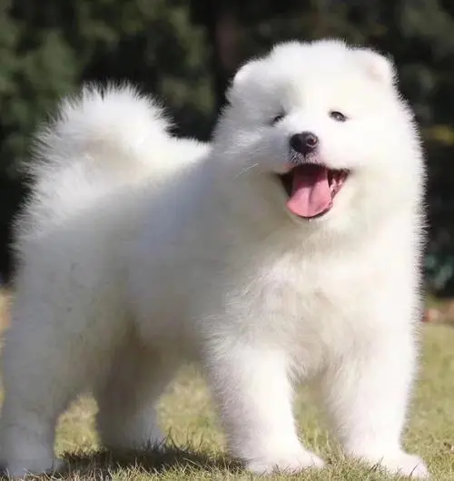 广州萨摩耶犬多少钱一只 小萨摩耶犬多少钱一只