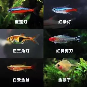 观赏鱼红绿灯和宝莲灯的区别 观赏鱼 红绿灯和宝莲灯的区别
