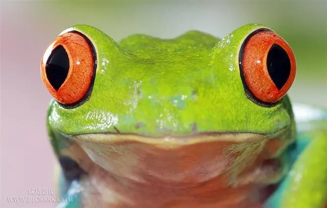 关于红眼树蛙的英文文章（红眼树蛙的英文）