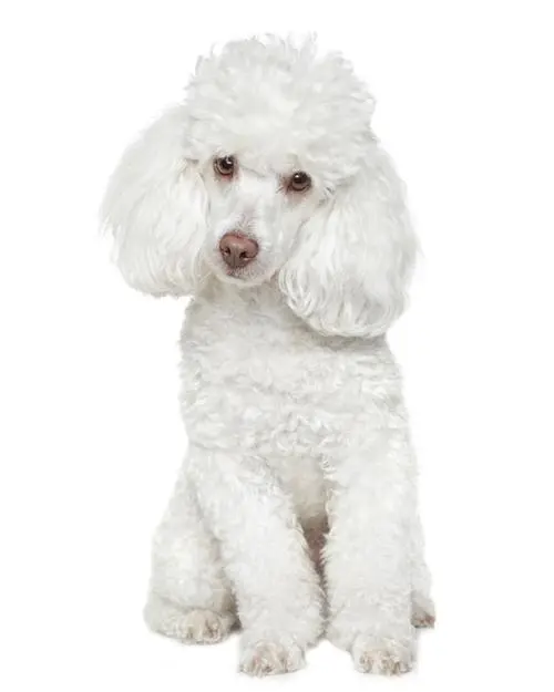 贵宾犬（Poodle）是一种优雅、聪明且富有灵性的小型犬种。它们以其卷曲的被毛和优雅的外表而闻名，并广泛受
