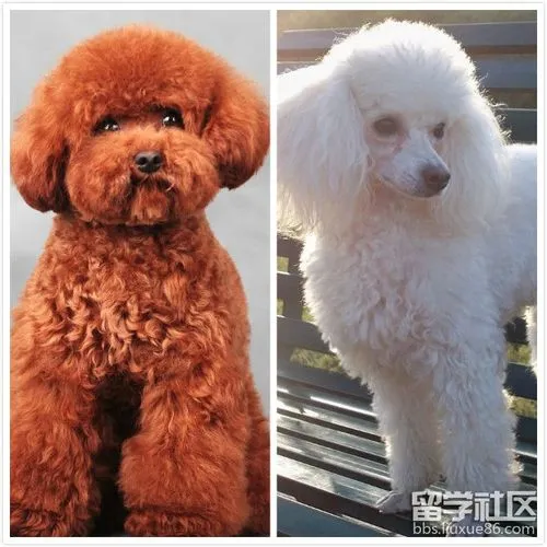 贵宾犬与泰迪犬的区别 贵宾犬与泰迪犬的区别图片