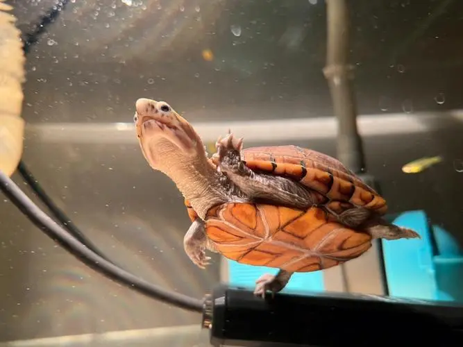 果核蛋龟是一种常见的宠物龟，因其外形特殊而备受宠物爱好者的喜爱。本文将介绍果核蛋龟的特征、习性、饲养