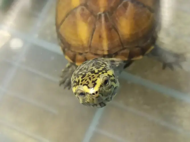 果核泥龟成体大小