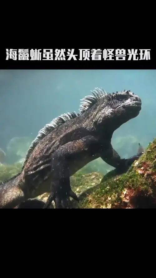 海底哥斯拉 海鬣蜥- 巨兽的领地（海底哥斯拉 海鬣蜥）