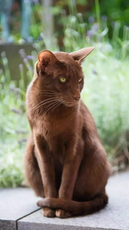 哈瓦那棕猫图片