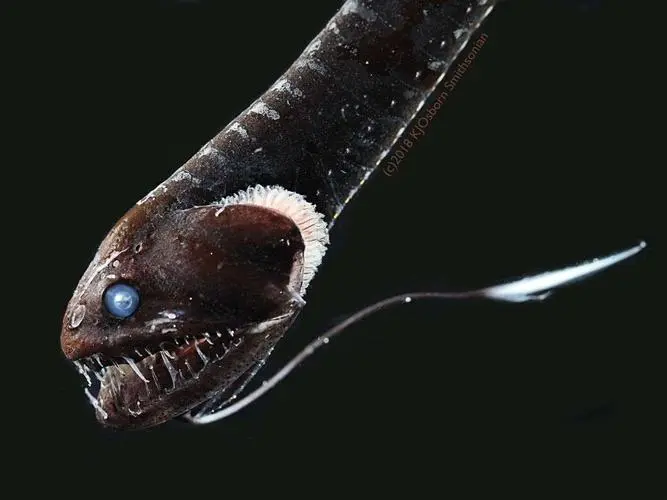 黑龙鱼深海——深海中的神秘生物（黑龙鱼深海）