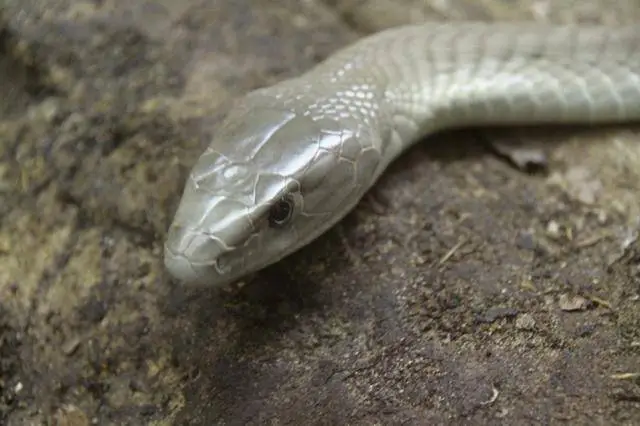 黑曼巴蛇的毒性——了解世界上最危险的蛇之一（黑曼巴蛇毒性大吗）