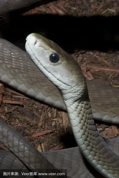 黑曼巴蛇的毒性：世界上最致命的蛇之一（黑曼巴蛇毒性有多强）