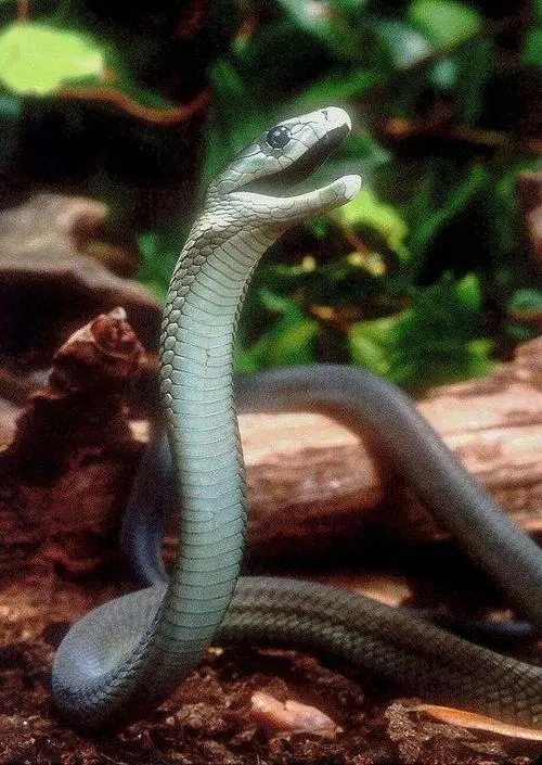 黑曼巴蛇图片：令人惊叹的美丽与致命威胁