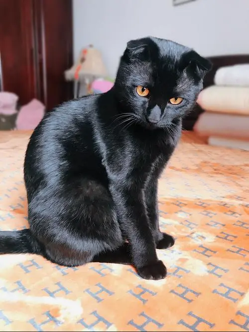 黑猫孟买猫图片 中华黑猫和孟买猫图片对比