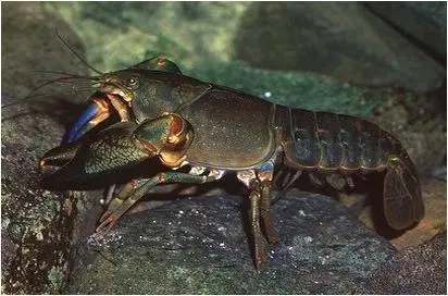 黑魔虾的特征与养殖难度