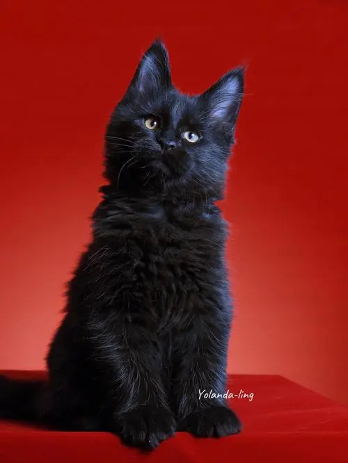 黑色缅因猫幼猫图片 黑色缅因猫