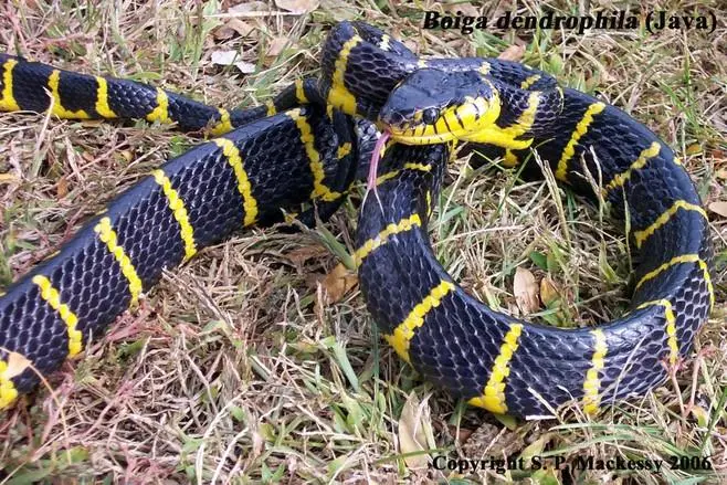 黑王锦蛇（学名：Boiga dendrophila）是一种生活在亚洲热带地区的大型蛇类。它的身体呈黑色或暗绿色，背部