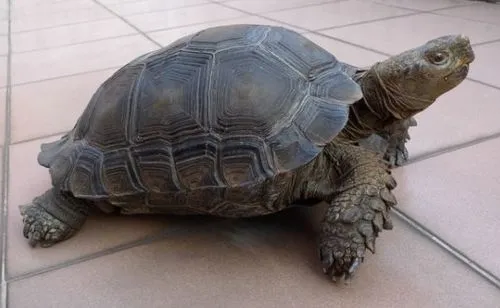 黑靴陆龟是国家几级保护动物