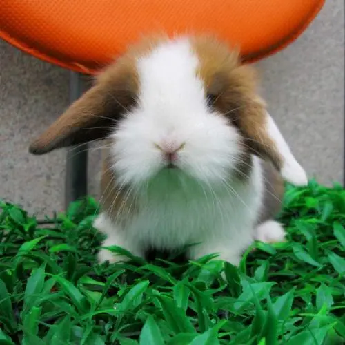 荷兰兔的成长和寿命（荷兰兔能长多长）
